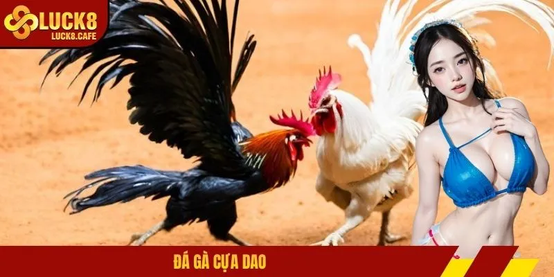 Đá gà cựa dao