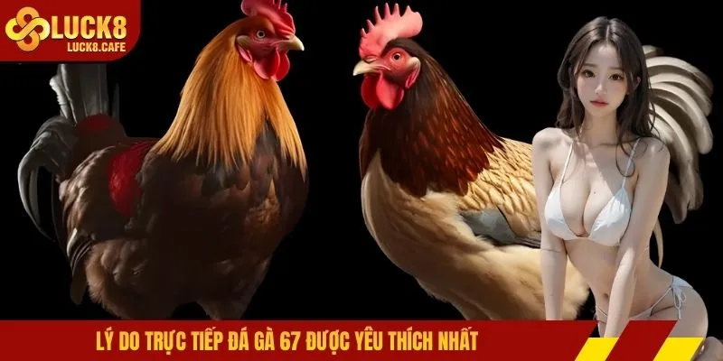 Lý do trực tiếp đá gà 67 được yêu thích nhất